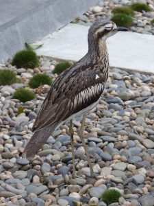 Urban stone curlew