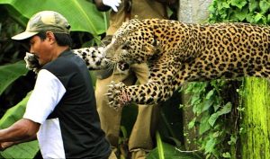 leopard-attack