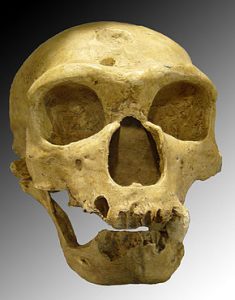 290px-Homo_sapiens_neanderthalensis